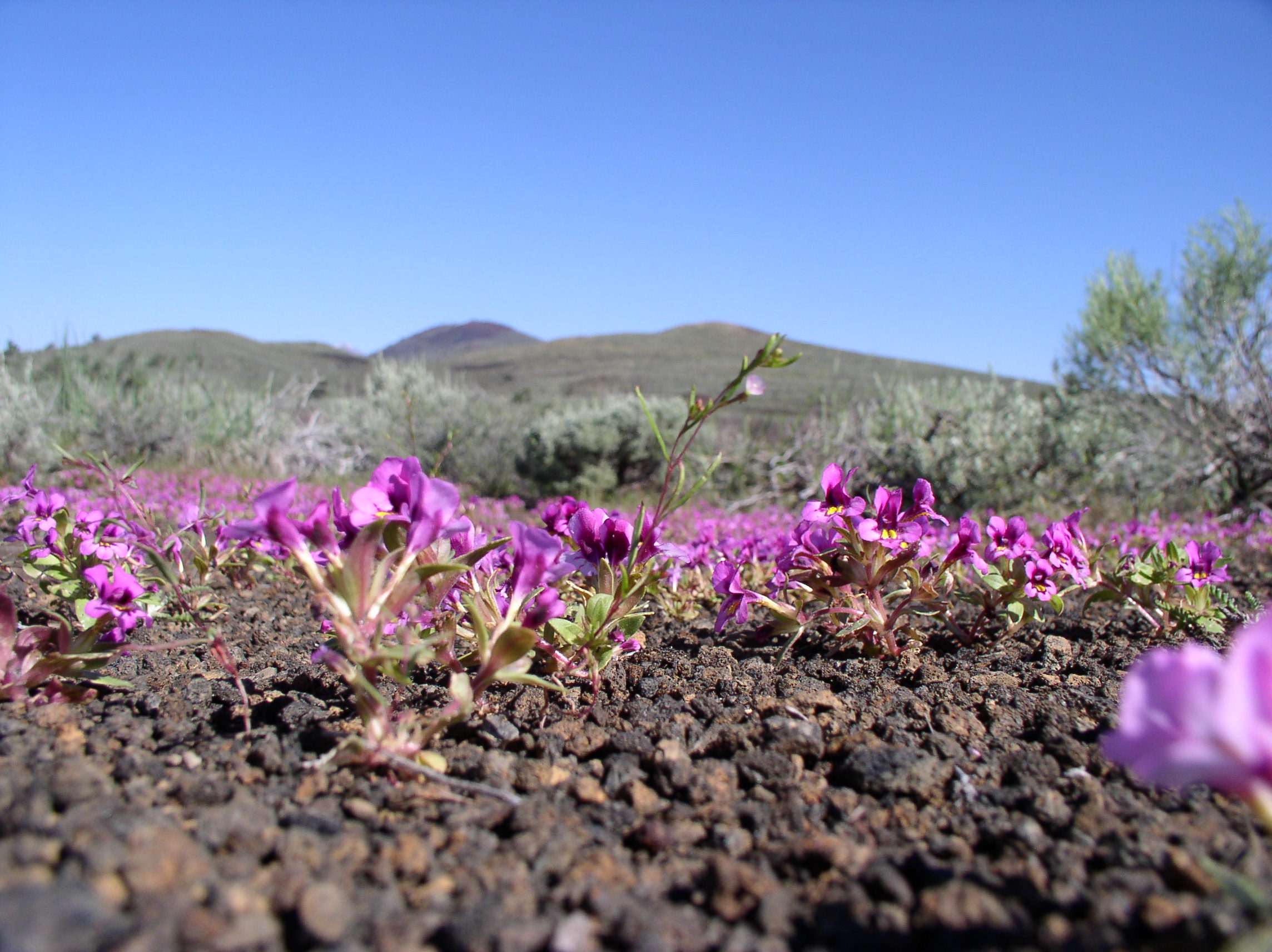 Monkeyflower.jpg