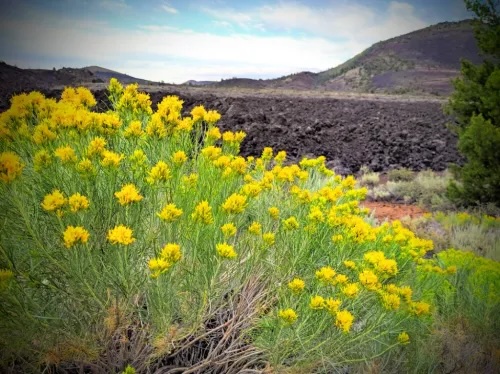Yellow flowers at Craters of the Moon.jpeg