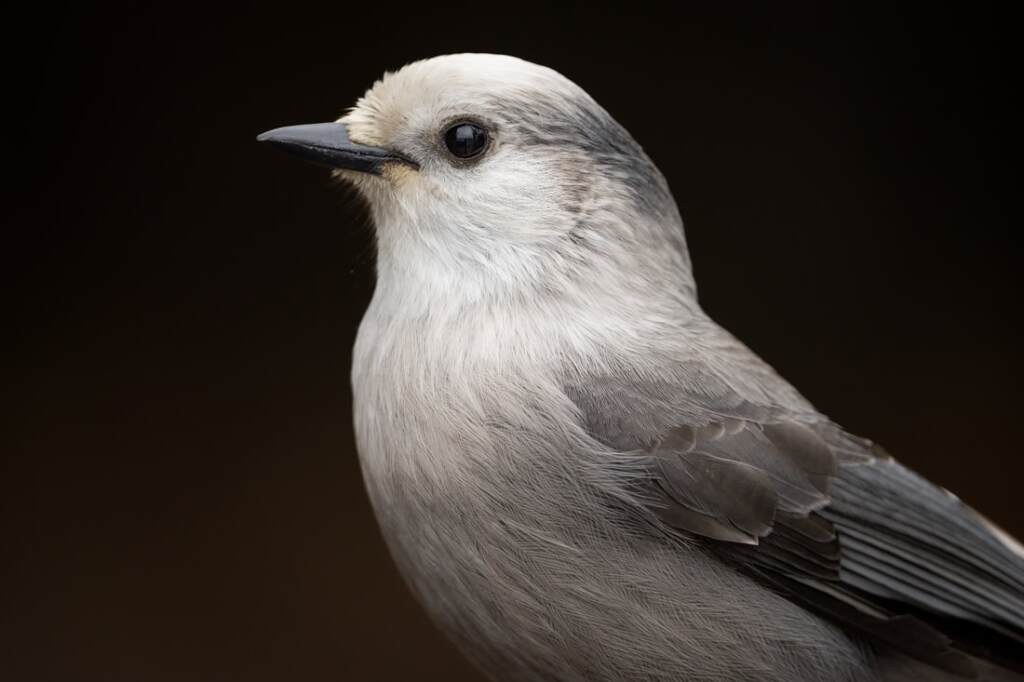 The Canada Jay | Photo credit: Darren Clark