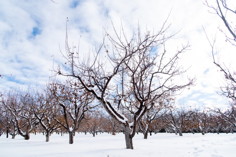 Apple orchard on campus during the winter semester.