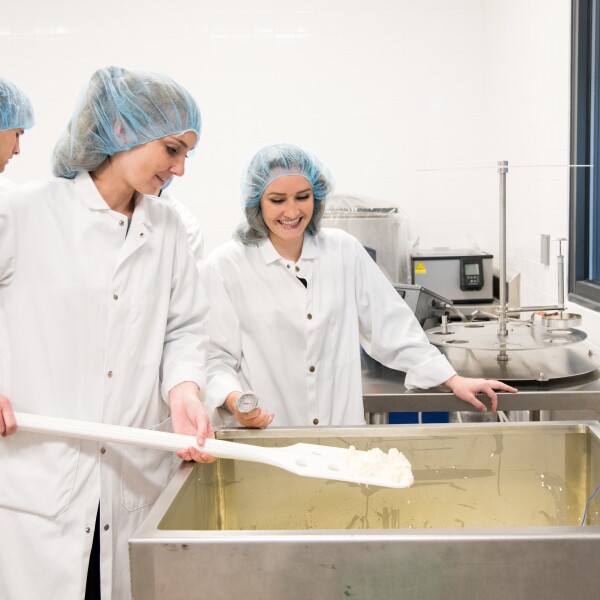 Workers in the Dairy Processing lap making cheese
