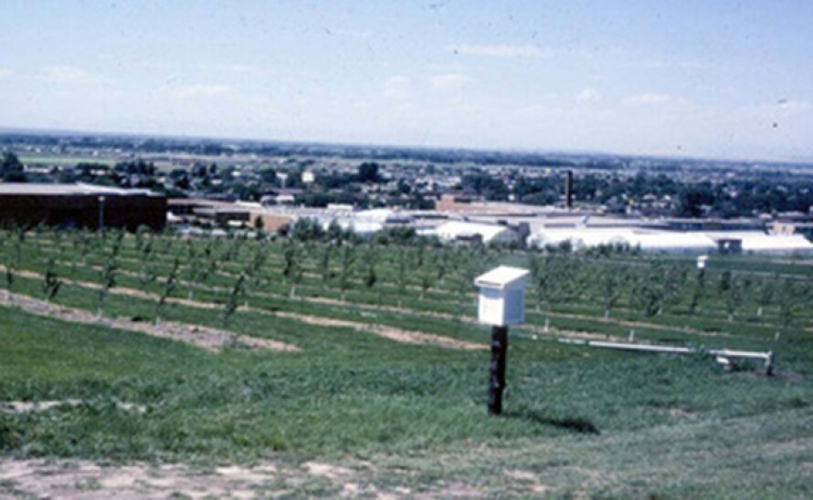 Apple orchard in1980
