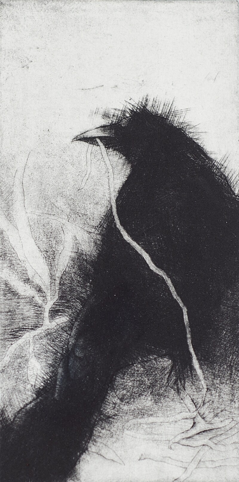 Crow4 copy 2(0).jpg