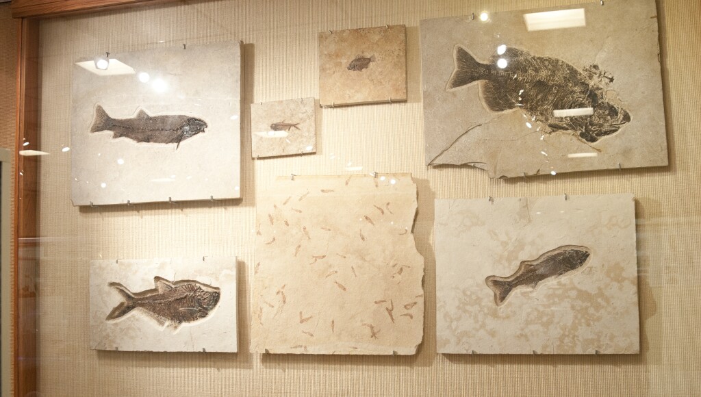 A display of fish fossils at the Romney Museum