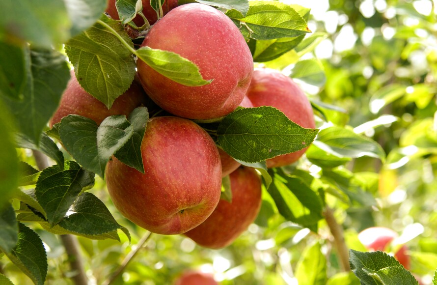 Apples growing in the apple orchards in the Ricks Horticulture gardens