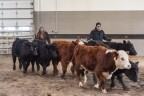 Two BYU-Idaho students wrangle cattle at the Animal Science Livestock Center.