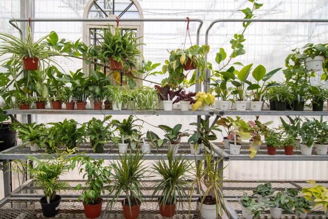 The BYU-Idaho Plant Shop houses a variety of plants for purchase and is a fun place to make your own succulent garden! August 2023.