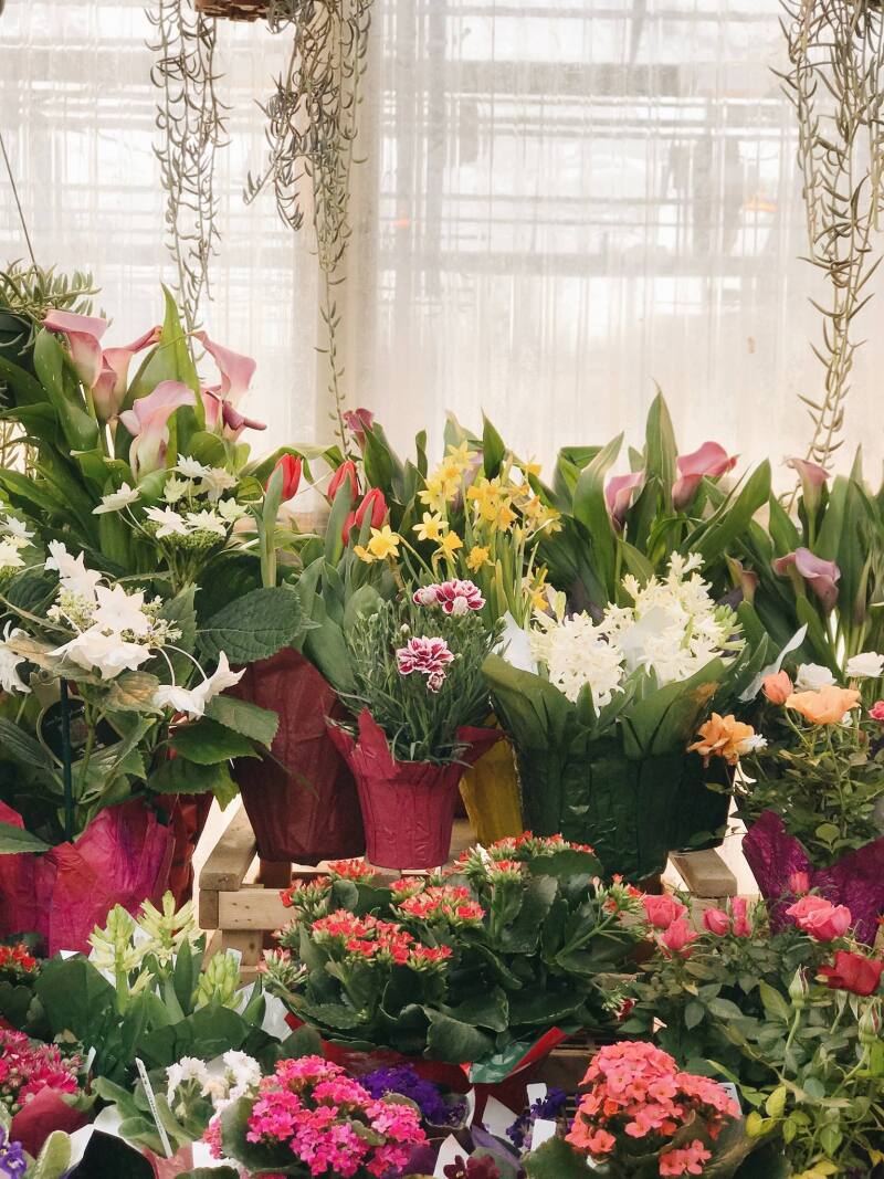 A vibrant plant shop at BYU-Idaho in the Bloom Room