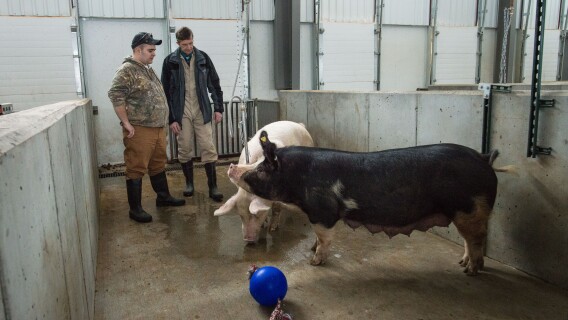 A BYU-Idaho student and professor observe two pigs in the Animal Science Center.
