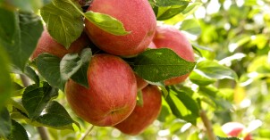 A close-up picture of some apples growing in the apple orchards in the Ricks Horticulture gardens.