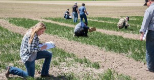 Chris Humphrey's class out in the field doing some evaluations on the Idaho wheat commission trials, a MSR research program