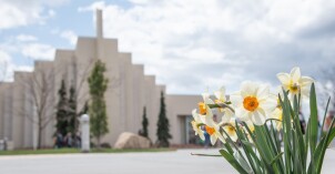 Daffodil's blooming in front of the Taylor building