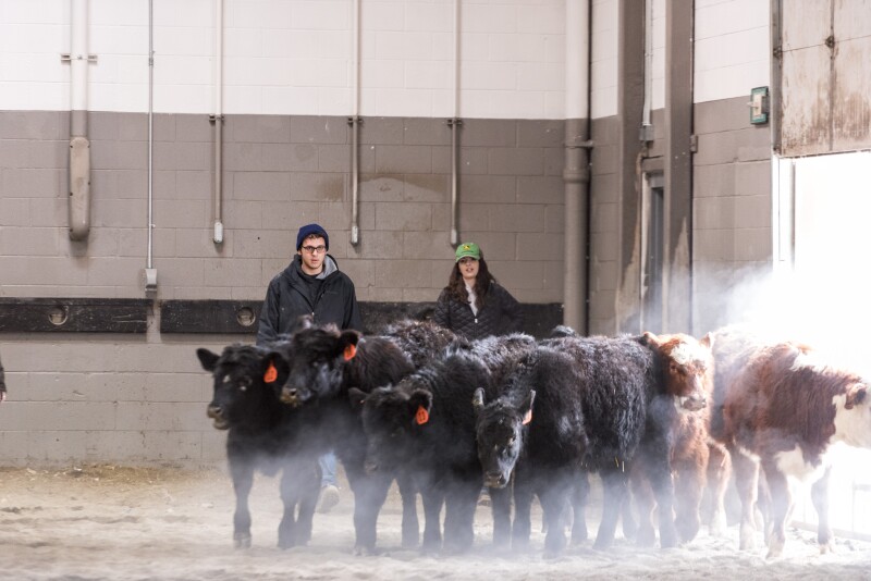 Students at BYU-Idaho work with the cattle at the Livestock Center by training the cattle to go where the students need them to go.