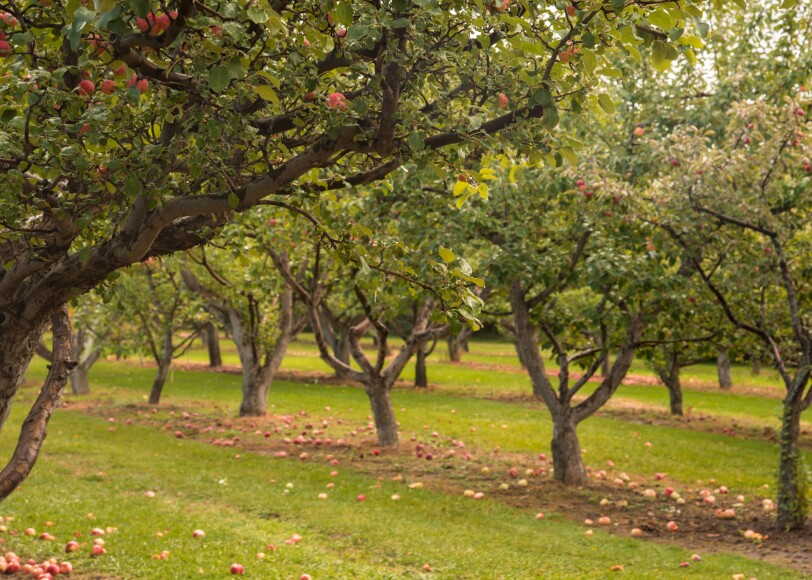 BYU-Idaho fall tradition of the campus apple orchard.