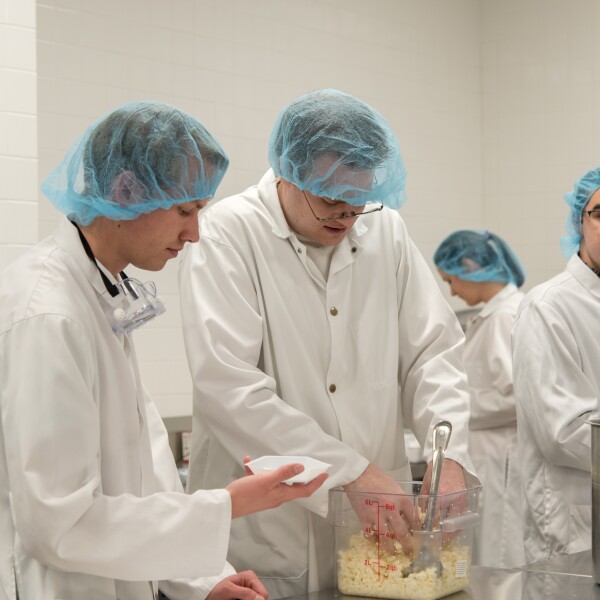 Students are making Queso Fresco Cheese at the Food Science 435 Lab.