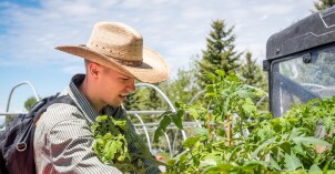 A horticulture student cares for plants in the BYU-Idaho garden.