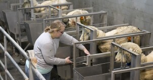 A BYU-Idaho students positions a feeding trough for some sheep in the Animal Science Center.