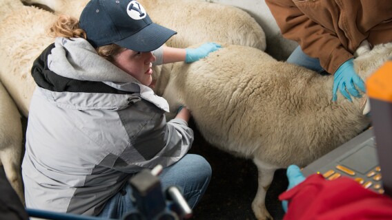 A BYU-Idaho student inspects a sheep's health with a monitoring machine.