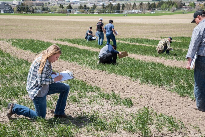 Chris Humphreys class out in the field tomorrow doing some evaluations on the Idaho wheat commission trials, a MSR research program.