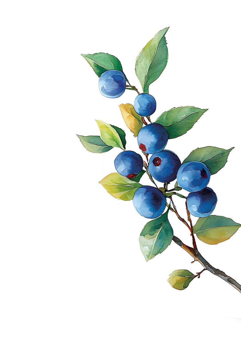 Illustration of a huckleberry