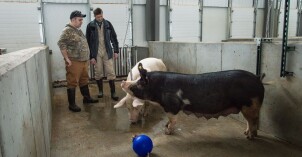 A BYU-Idaho student and professor observe two pigs in the Animal Science Center.