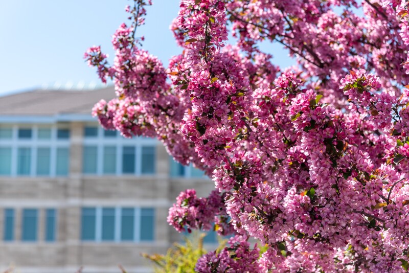Campus Flowers - May 2021