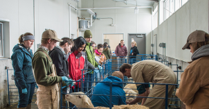 BYU-Idaho students watch a professor inspect a sheep during an Animal Science lab.