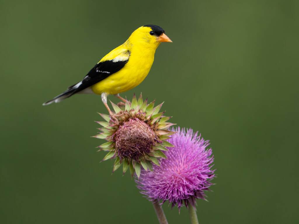 The American Gold Finch | Photo credit: Darren Clark