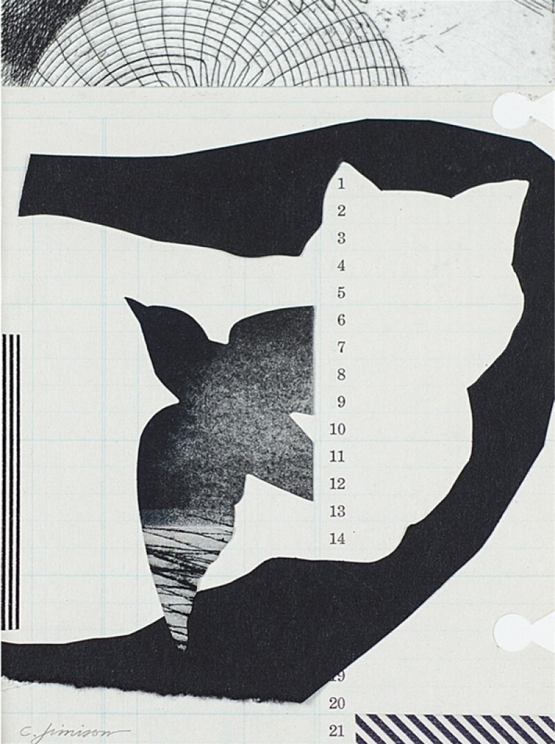 BirdINCat copy 2(2).jpg