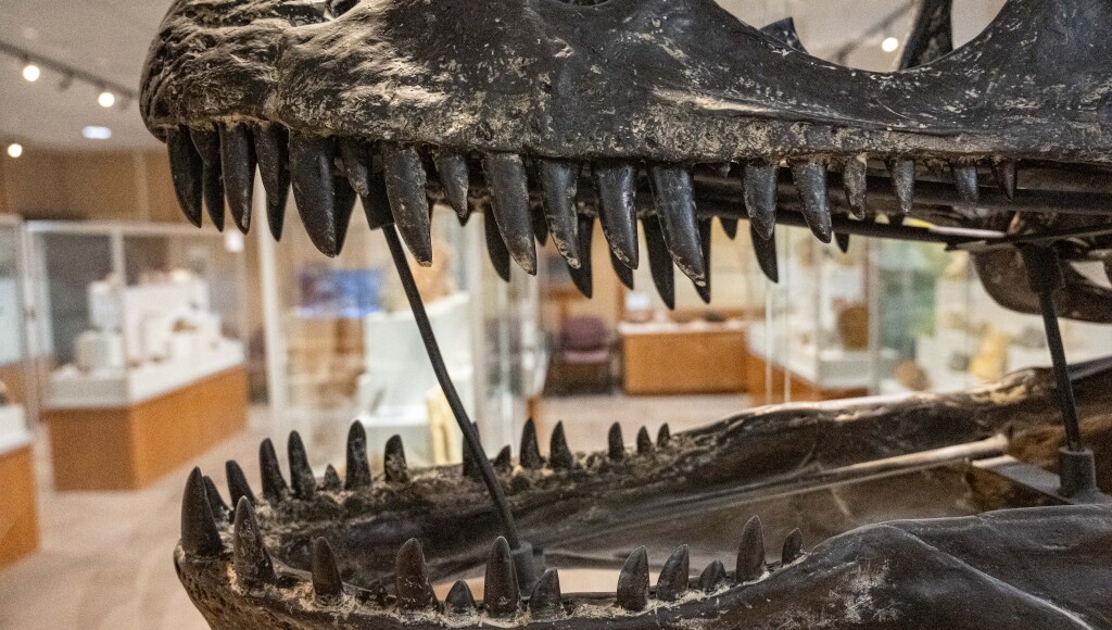 A close-up of a dinosaur skull cast in the Romney Museum