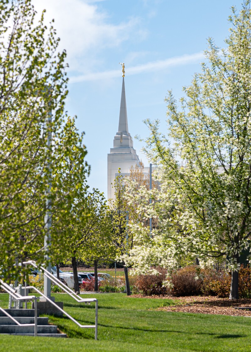Spring trees on campus with the temple in the background.