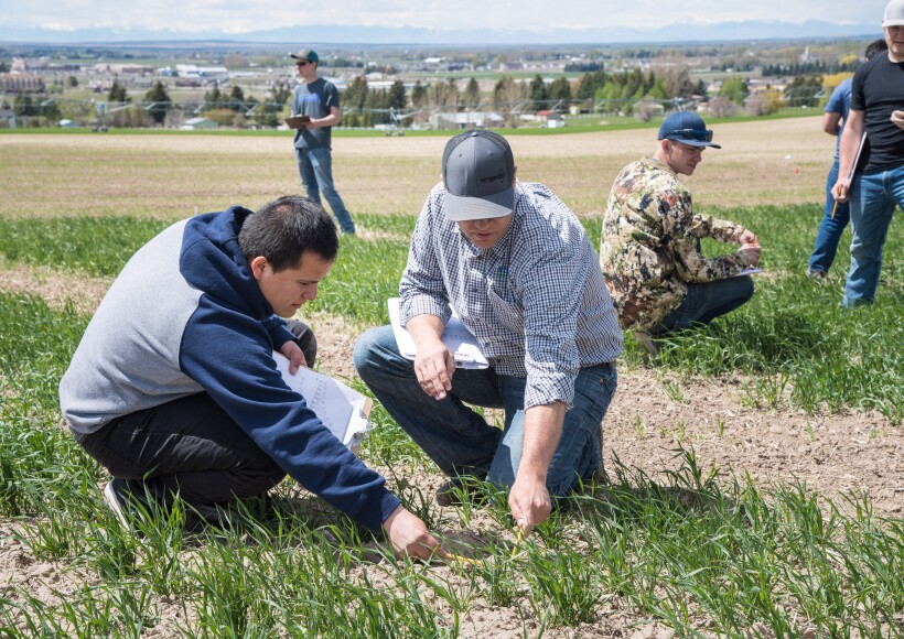 Chris Humphrey's class out in the field doing some evaluations on the Idaho wheat commission trials, a MSR research program.