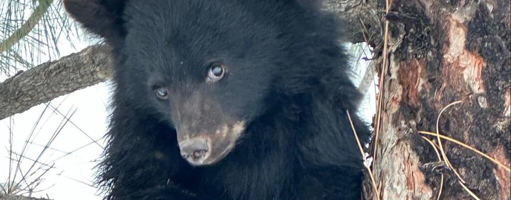 cub_black_bear.jpg