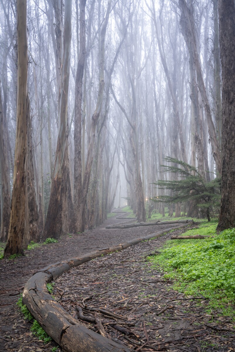 Misted Path - David Belka.jpg