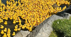 ducks in water 2.jpg