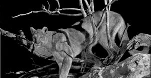 "Art & the Animal" exhibit