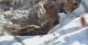 Mountain Lion picture 1 .jpg