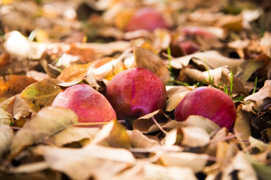 Fall Season in the Apple Orchard