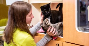 A BYU-Idaho student pets two cats during an I-Serve animal shelter service project.