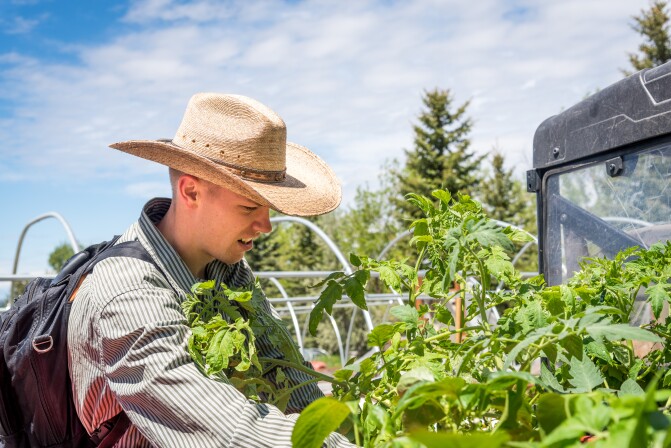 A horticulture student cares for plants in the BYU-Idaho garden.