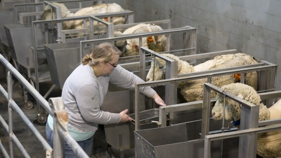 A BYU-Idaho students positions a feeding trough for some sheep in the Animal Science Center.