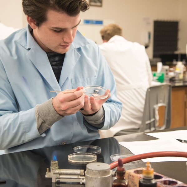 Student collects sample from a bacterial colony on a petri dish to make a gram stain microscope slide.