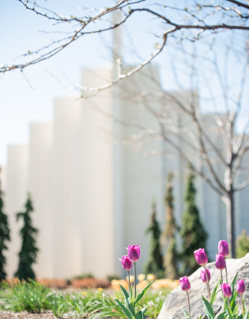 Flowers between the Taylor Building and Manwaring Center during the Spring 2021 Semester.