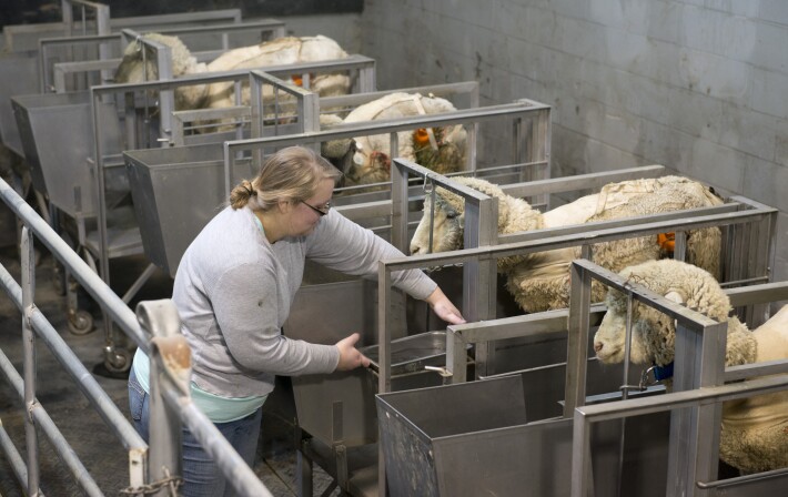 A BYU-Idaho students positions a a feeding trough for some sheep in the Animal Science Center.