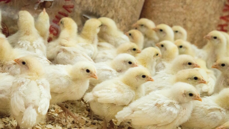 New chicks at the Agriculture Science Center.