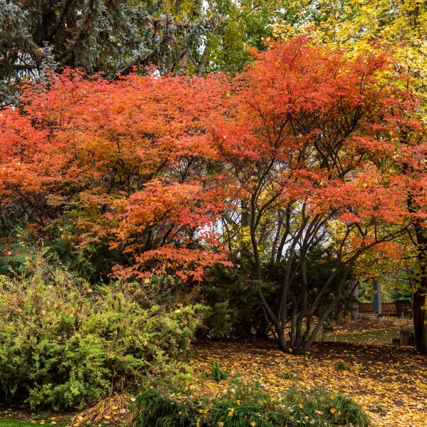Ricks Gardens during Autumn - Oct 2022