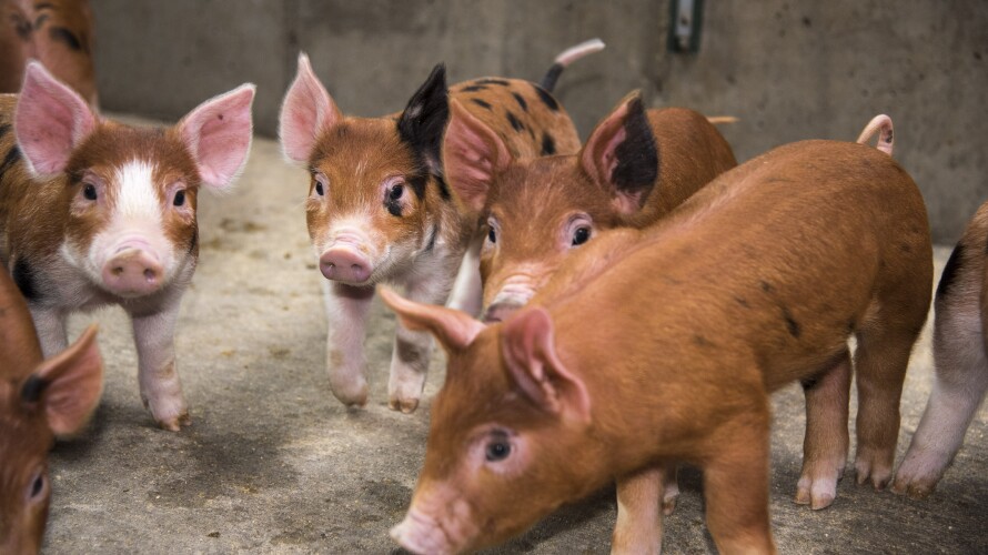 New piglets at the Livestock Center.