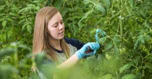 Student caring for tomatoes in the Hydroponic Greenhouse