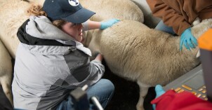 A BYU-Idaho student inspects a sheep's health with a monitoring machine.
