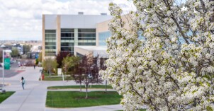 Dogwood tree in front of the I-Center